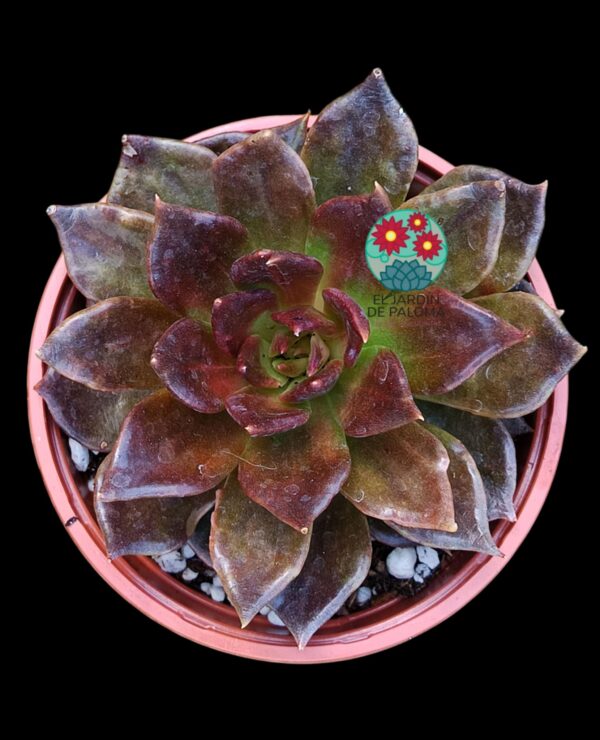Echeveria Affinis