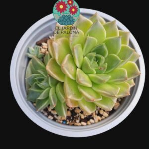 Echeveria Anubis con hijo (maceta grande)