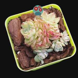 Echeveria Aquaman (importación)