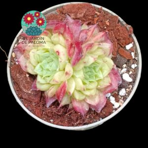 Echeveria Aquaman (importación, maceta pequeña)