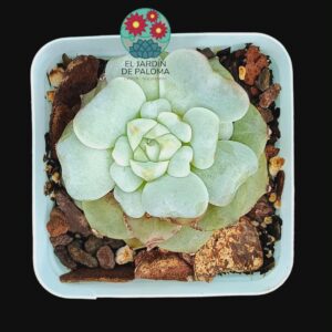 Echeveria Blood color (importación, con el frio se intensifica el color)