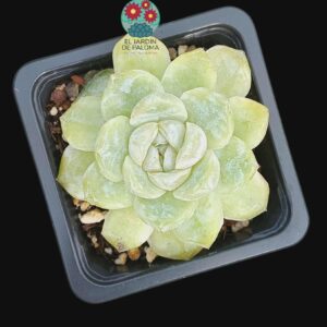 Echeveria Coconut latte (importación)