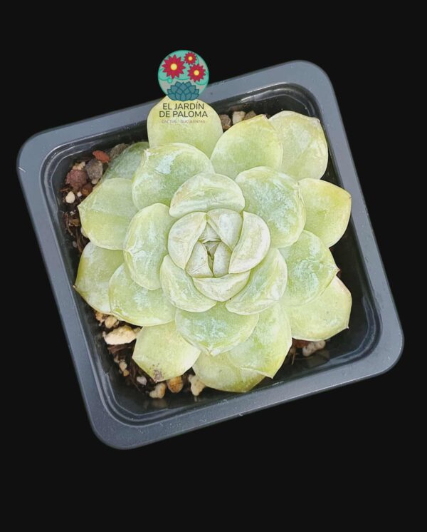 Echeveria Coconut latte (importación)