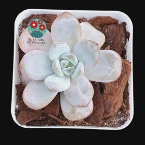 Echeveria Ice jade (importación)