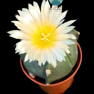 Astrophytum Myriostigma tricostatum "Nudum"