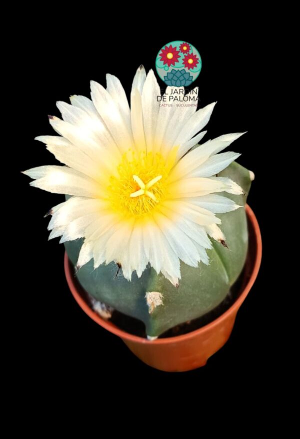 Astrophytum Myriostigma tricostatum "Nudum"