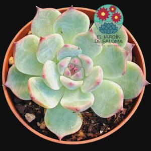 Echeveria Beatrice