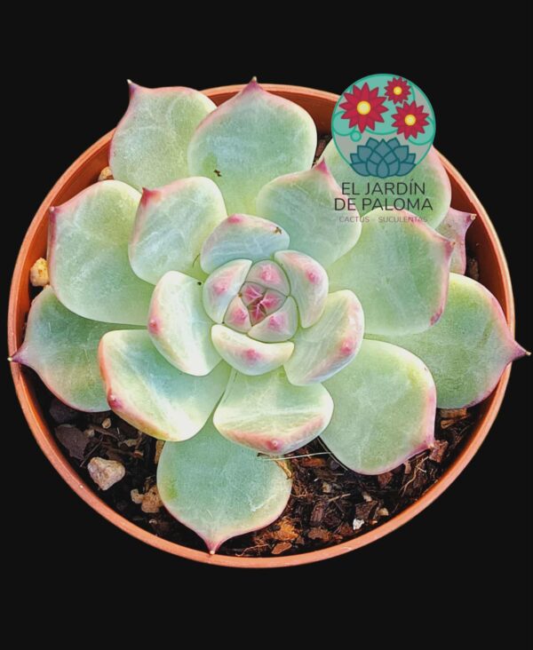 Echeveria Beatrice
