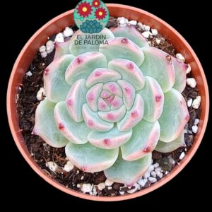 Echeveria Beatrice