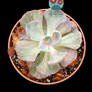 Echeveria Beyonce variegata
