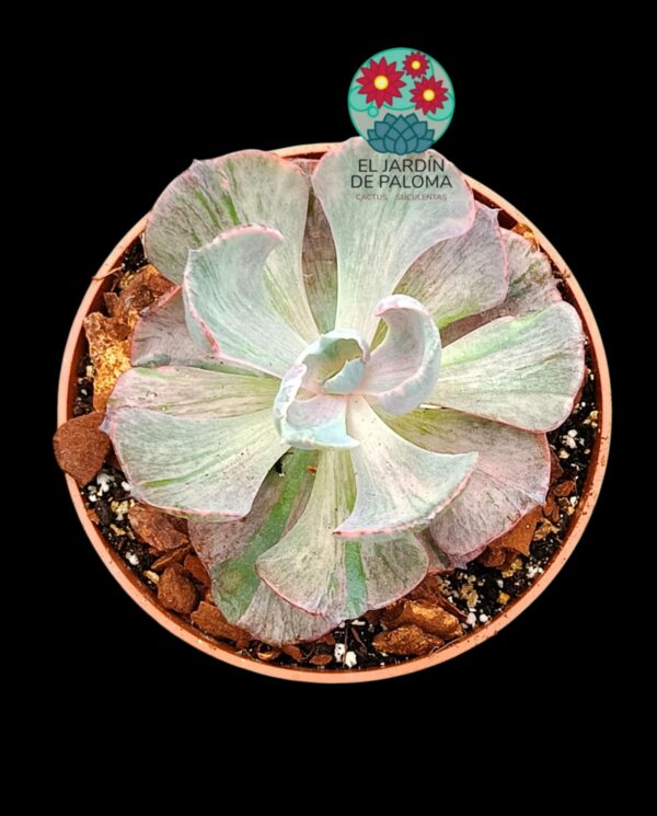 Echeveria Beyonce variegata