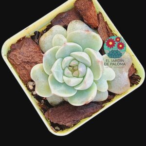 Echeveria Blood color (importación, en crecimiento)