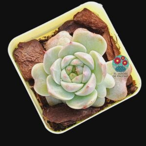 Echeveria Blood color (importación)