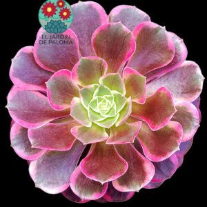 Aeonium Canary variegata (importación, es grande)