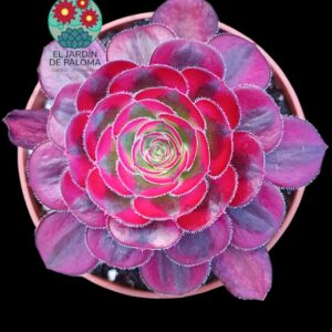 Aeonium Chanel variegata