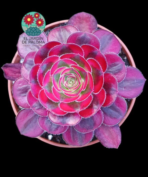 Aeonium Chanel variegata