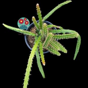 Aporocactus flagelliformis (cola de rata)