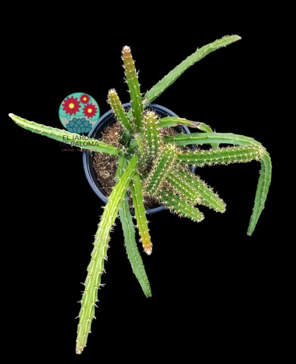 Aporocactus flagelliformis (cola de rata)