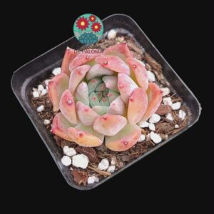 Echeveria colorata "Desert harmony"