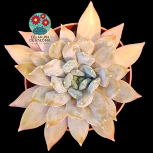 Pachyveria Compassion