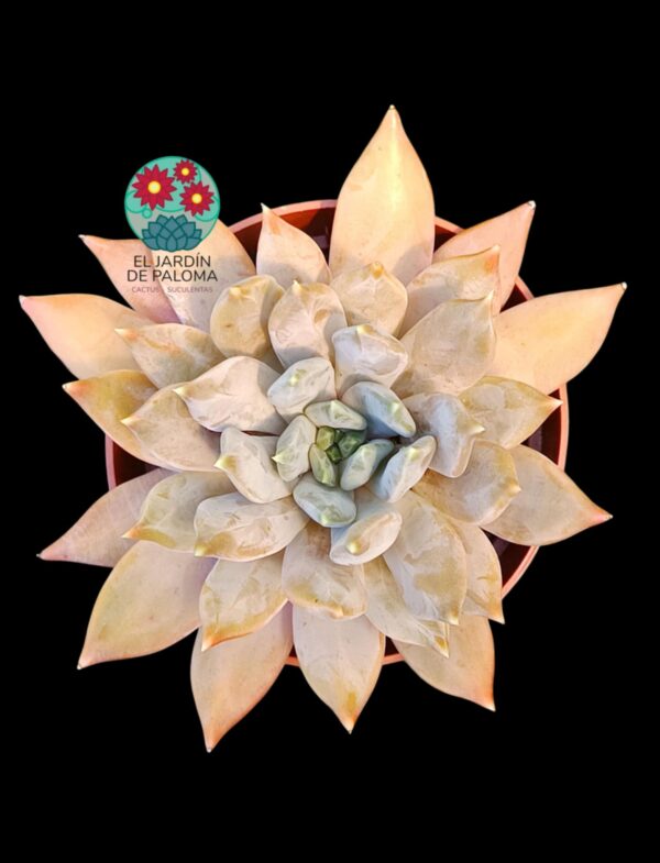 Pachyveria Compassion