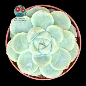 Echeveria Alba beauty