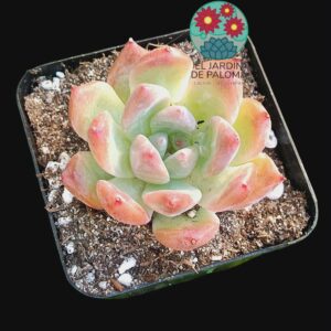 Echeveria colorata "Desert harmony"