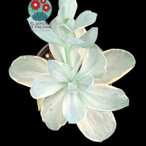 Echeveria Decora variegata (es grande)