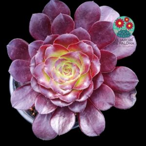 Aeonium Deep purple