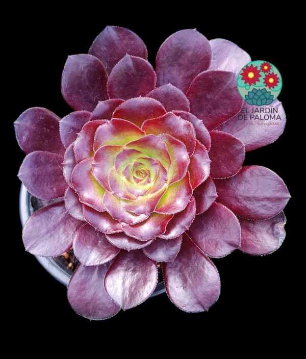 Aeonium Deep purple