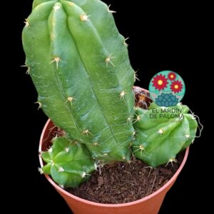 Echinocereus morricalli (flor fucsia)