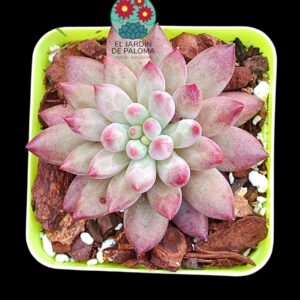 Pachyphytum Goldfish (importación)