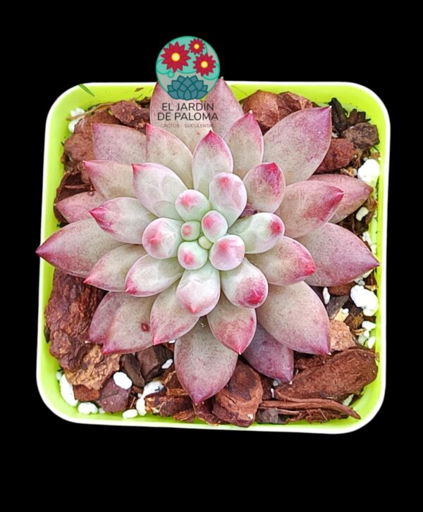 Pachyphytum Goldfish (importación)