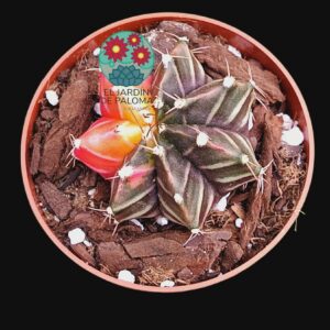 Gymnoclacyum mihanovichii variegata