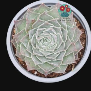 Echeveria Hyalina