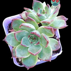 Echeveria Lavendar card doble (importación)