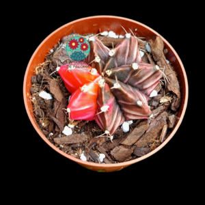 Gymnocalycium mihanovichii variegata