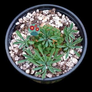 Euphorbia japónica