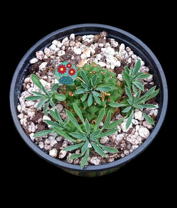 Euphorbia japónica