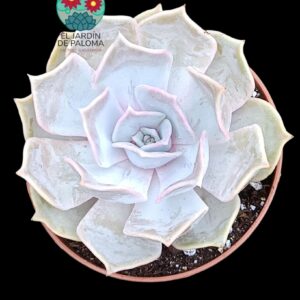 Echeveria Lilacina
