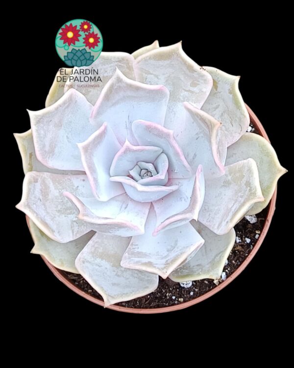 Echeveria Lilacina