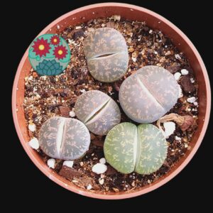 Maceta Lithops mix