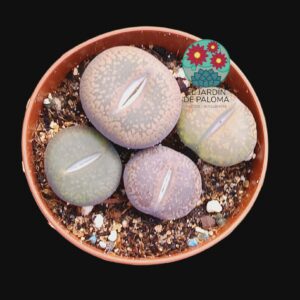 Lithops mix