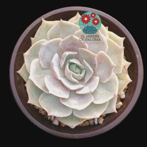 Echeveria Lola (buen tamaño)