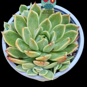 Echeveria Agavoides miranda con hijos