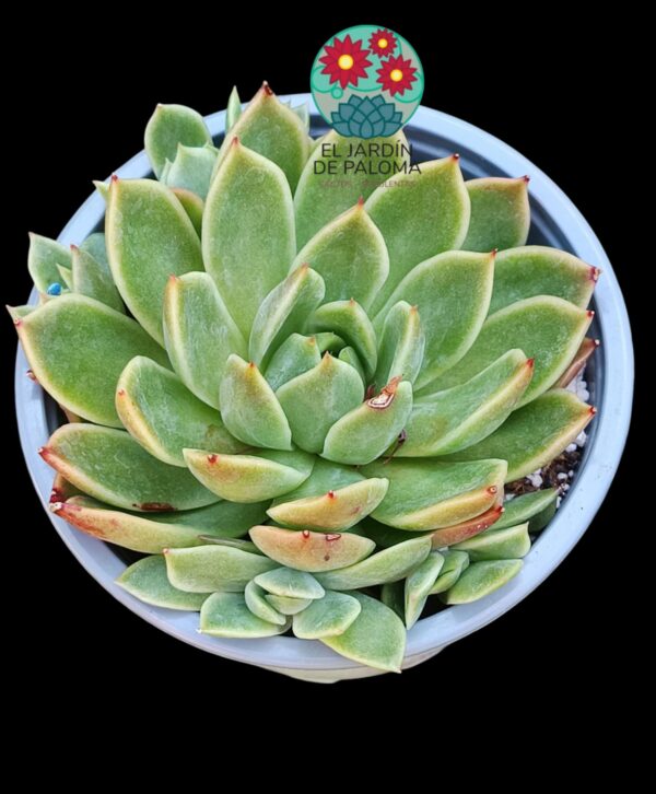 Echeveria Agavoides miranda con hijos