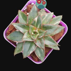 Echeveria Monocerosis variegata (importación)