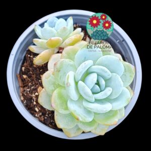 Echeveria Monroe con hijo (maceta grande)