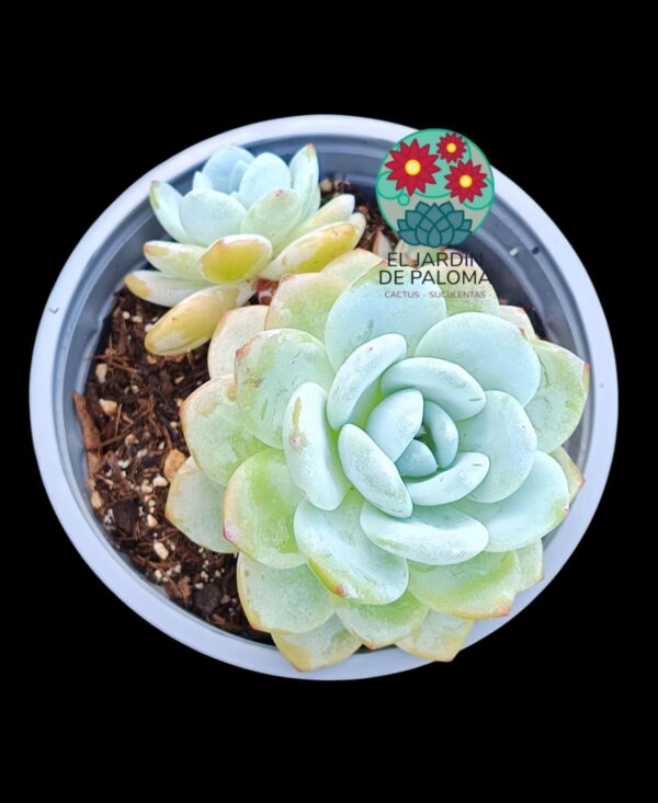 Echeveria Monroe con hijo (maceta grande)