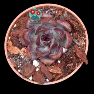 Eheveria Dark chocolat (importación, tamaño pequeño)